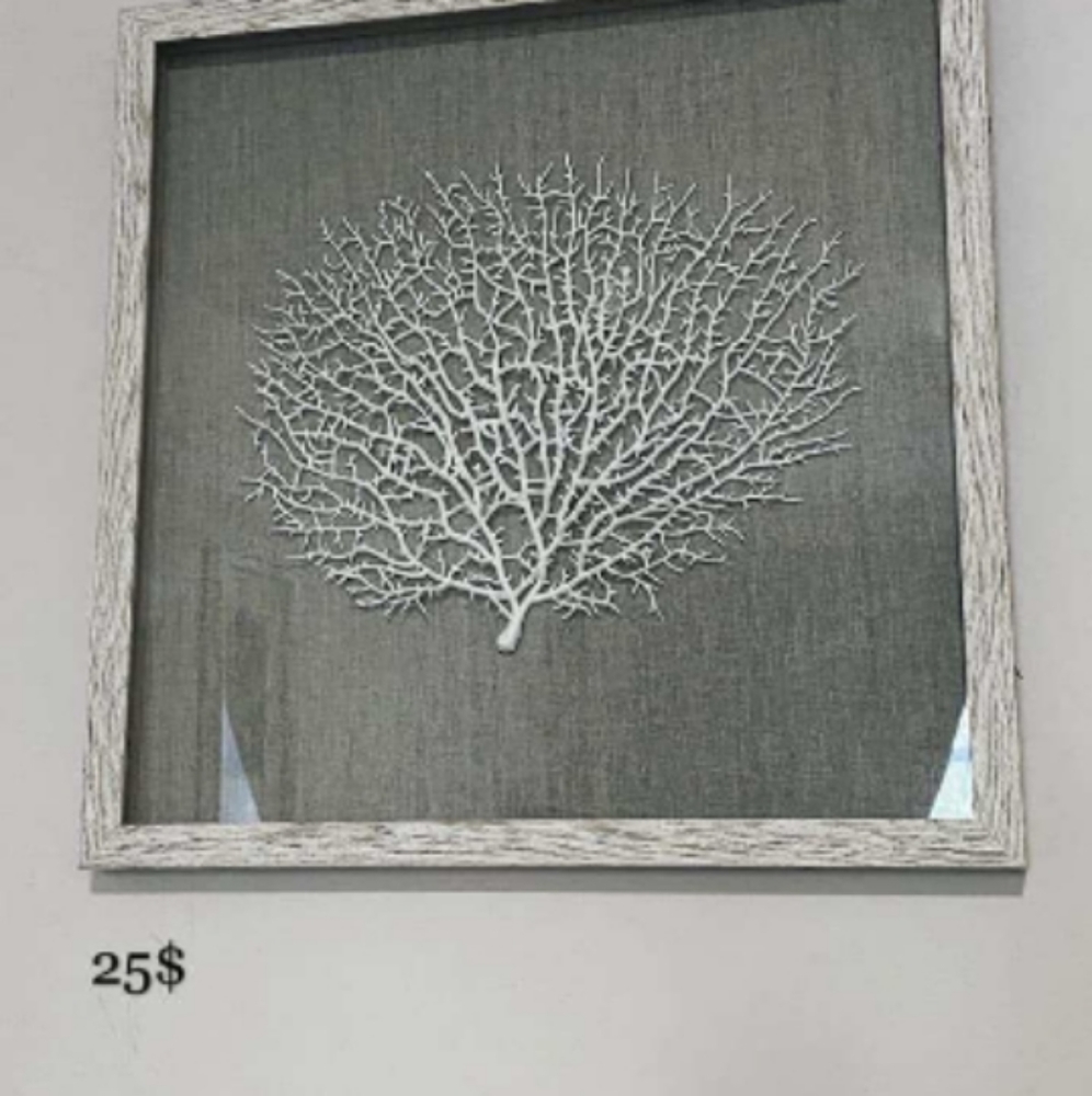 NEW Bodaway Coral in Shadowbox with wood frame